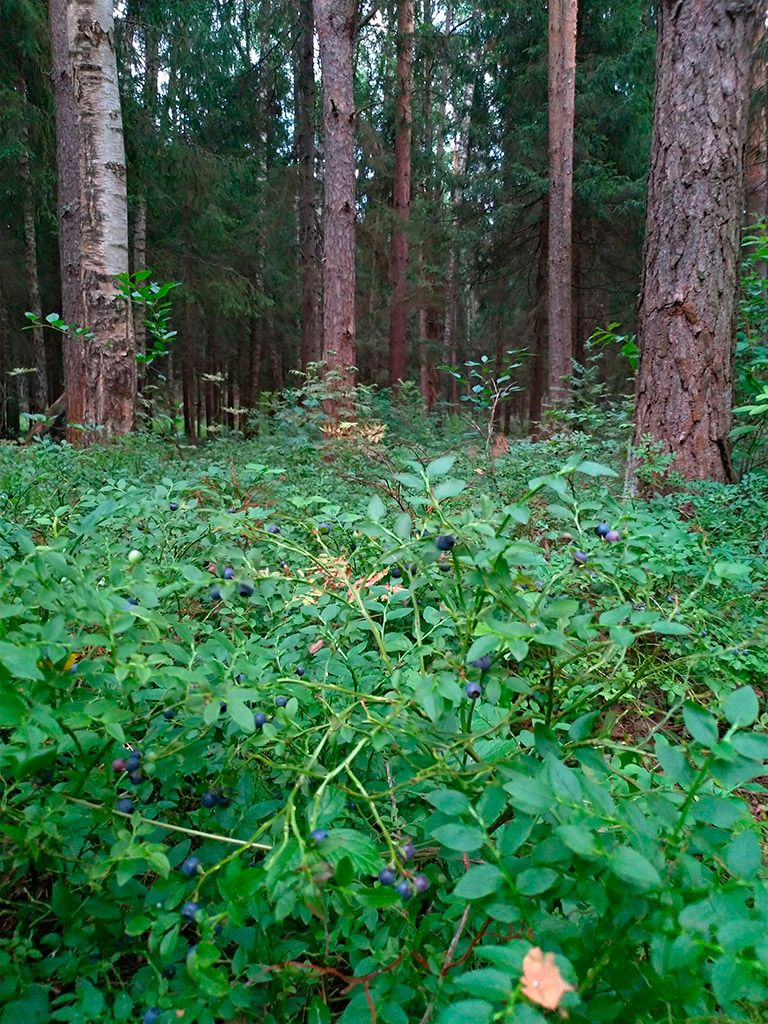 Природа Экопоселок Русский лес