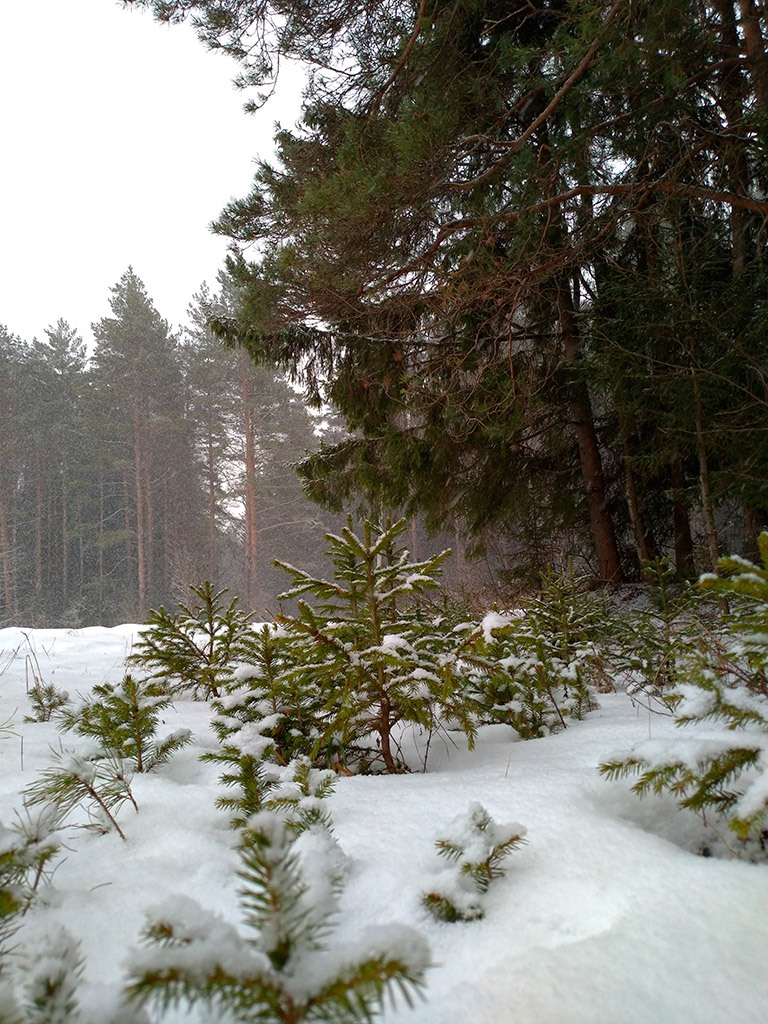 Природа Экопоселок Русский лес